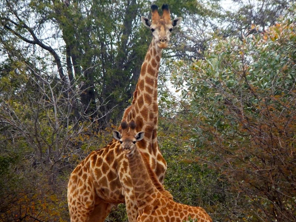 Iphofolo Lodge & Tented Camp Vivo Esterno foto