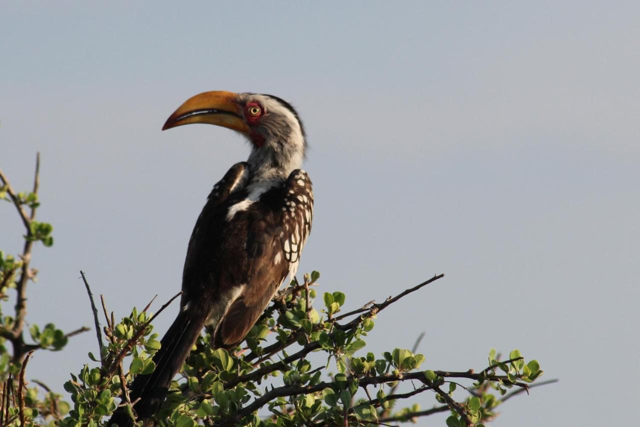 Iphofolo Lodge & Tented Camp Vivo Esterno foto