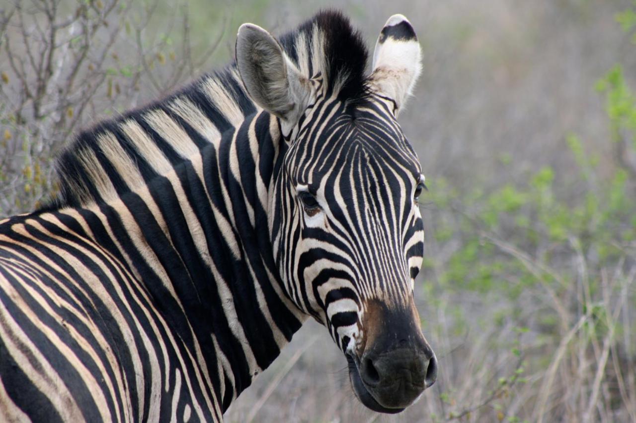 Iphofolo Lodge & Tented Camp Vivo Esterno foto